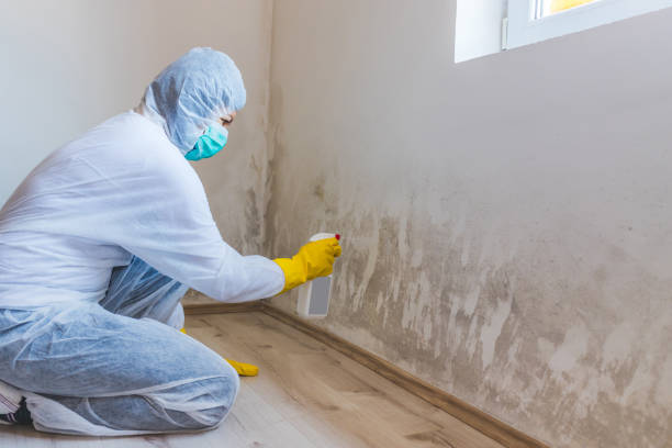 Licensed Mold Remediation service in North Richland Hills, TX - Car Mold Remediation
